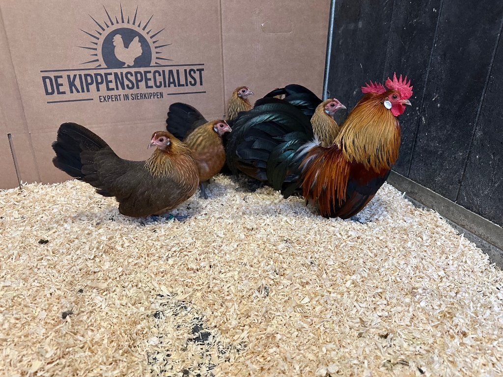 Jonge tamme Hollandse kriel kippen gesekst & ingeënt, Vrouwelijk, Kip
