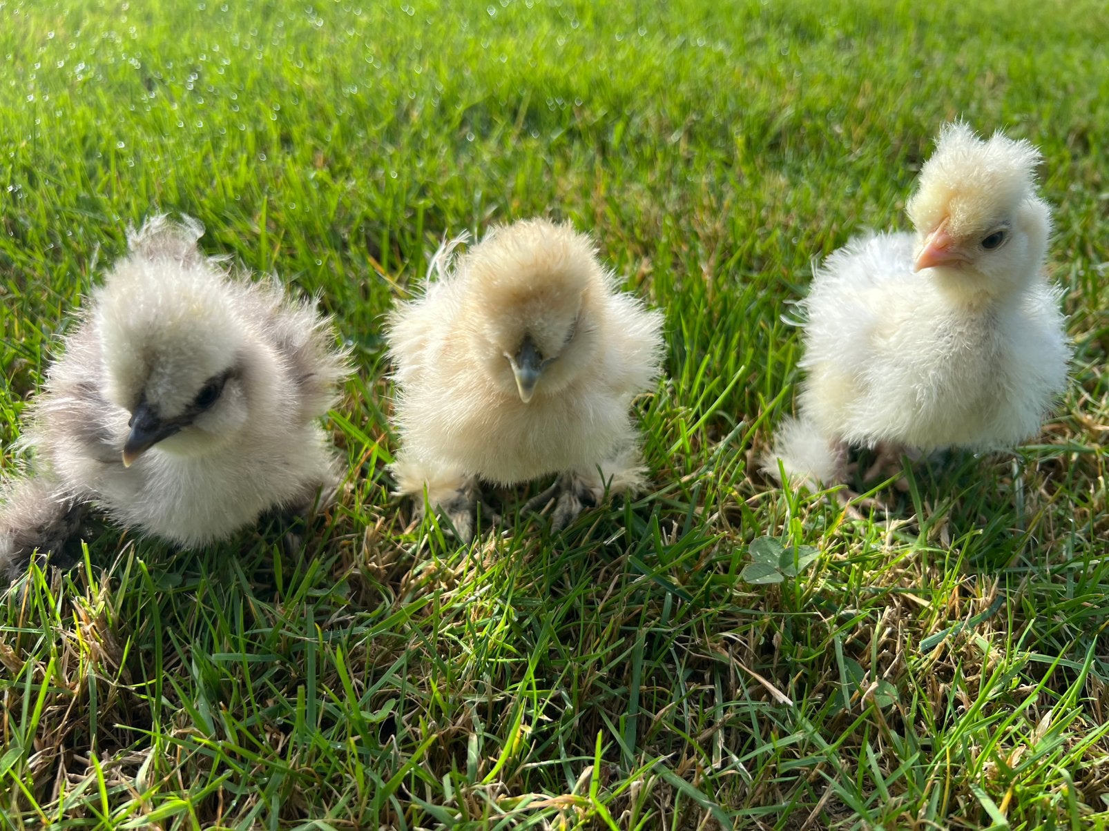 3 prachtige Usa zijdehoen hen kuikens🐣geent 3wk💯% hengaran, Dieren en Toebehoren, Vrouwelijk, Kip