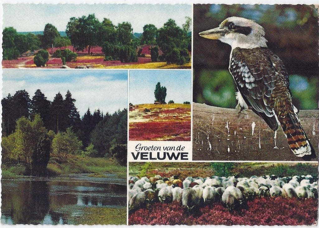 Veluwe Gelopen Ansichtkaart ( A101 ), Ophalen of Verzenden, 1980 tot heden, Gelopen, Gelderland