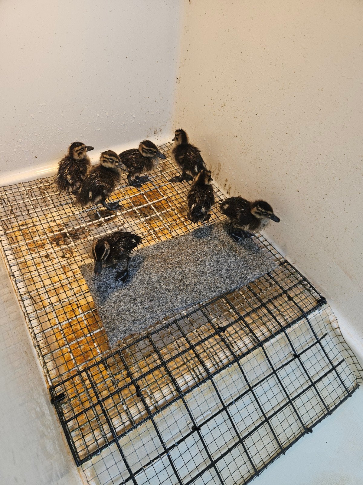 Jonge baikaltalingen, Meerdere dieren, Eend
