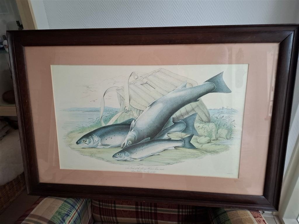 vintage prent van zalmen, groot, Antiek en Kunst, Ophalen