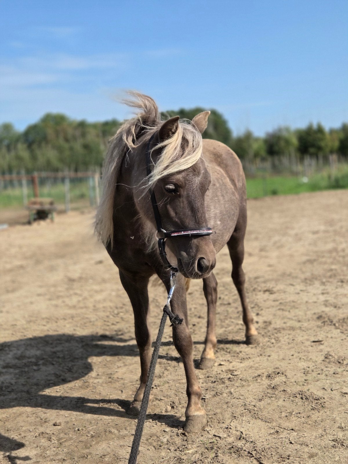 Mega gave (nmprs /nas) mini paard veulens en jaarling merrie, Meerdere dieren, A pony (tot 1.17m), Met stamboom, 0 tot 2 jaar