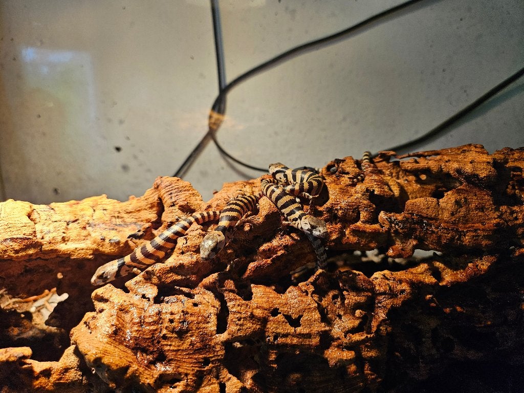 Slakkenskink cyclodomorphus gerrardii 0.0.14, Hagedis, Tam, 0 tot 2 jaar
