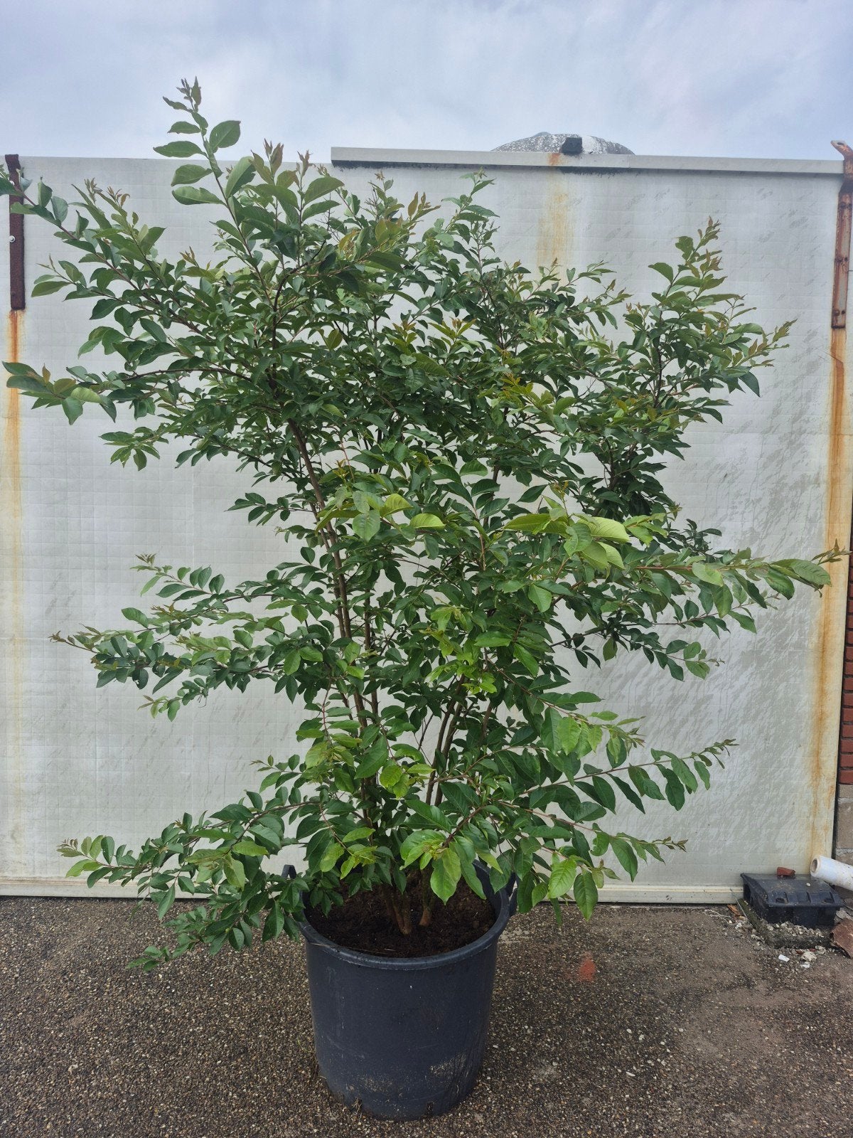 Lagerstroemia indica 'Natchez' - Indische sering, Volle zon, Vaste plant, Zomer, Ophalen