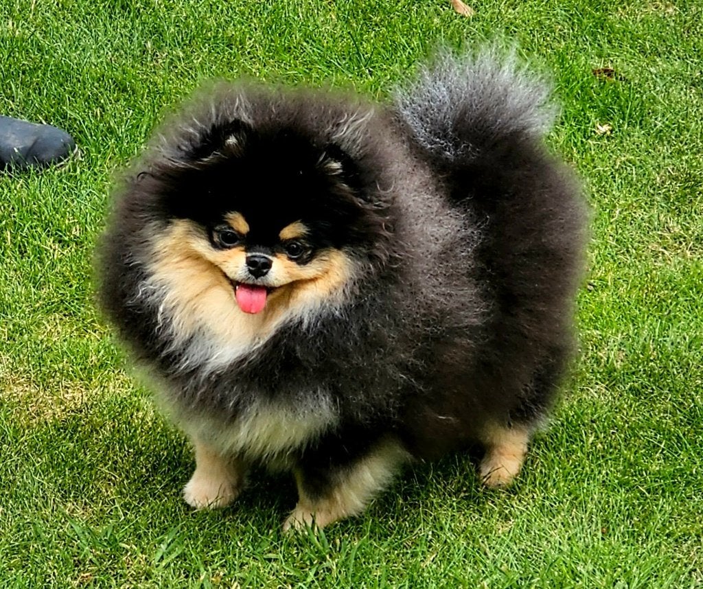 Pomeranian puppy teefje Black en tan, Particulier, Keeshond, 15 weken tot 1 jaar, Buitenland