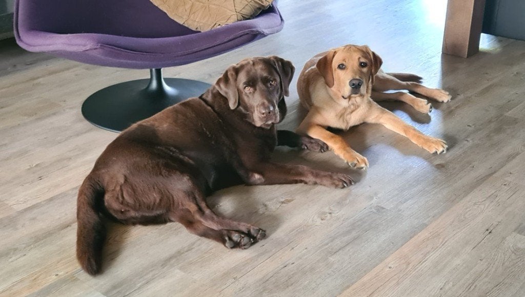 Met pijn in ons hart: twee Labradors zoeken een nieuw thuis, Dieren en Toebehoren, 15 weken tot 1 jaar, Labrador retriever, Meerdere