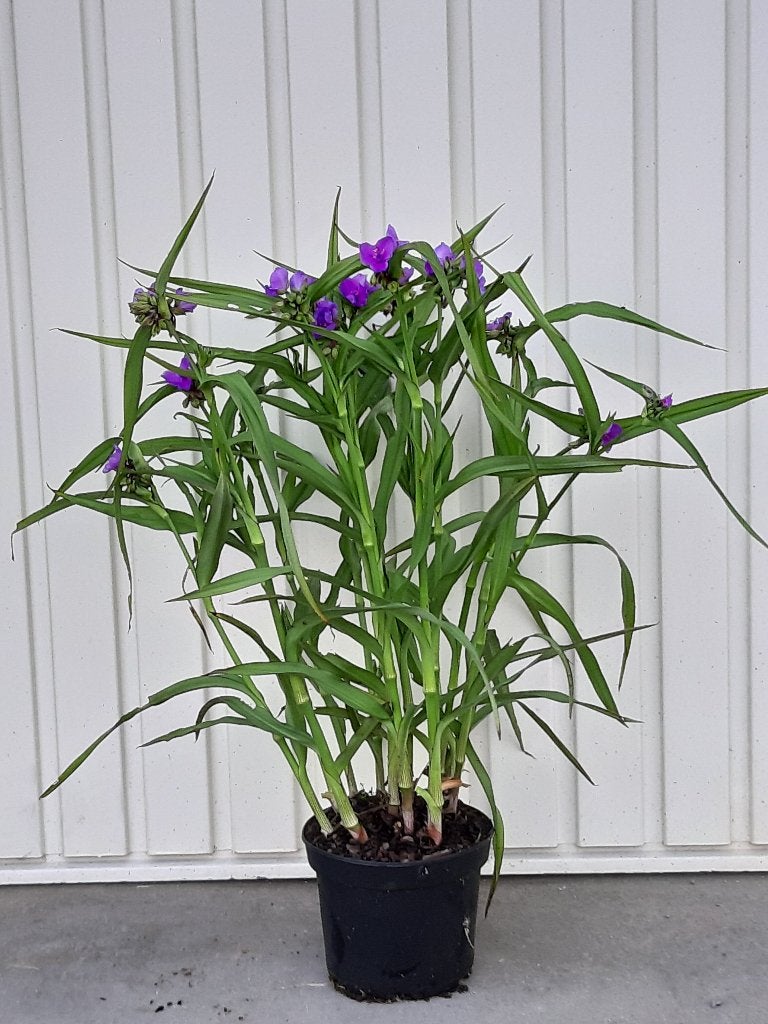Siergras/Eendagsbloem:Tradescantia Valour, Tuin en Terras, Vaste plant, Halfschaduw, Zomer, Ophalen