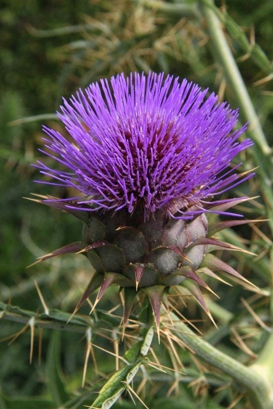 Uit de biologische moestuin: Kardoen, zaden., Tuin en Terras, Ophalen of Verzenden, Voorjaar, Volle zon, Zaad