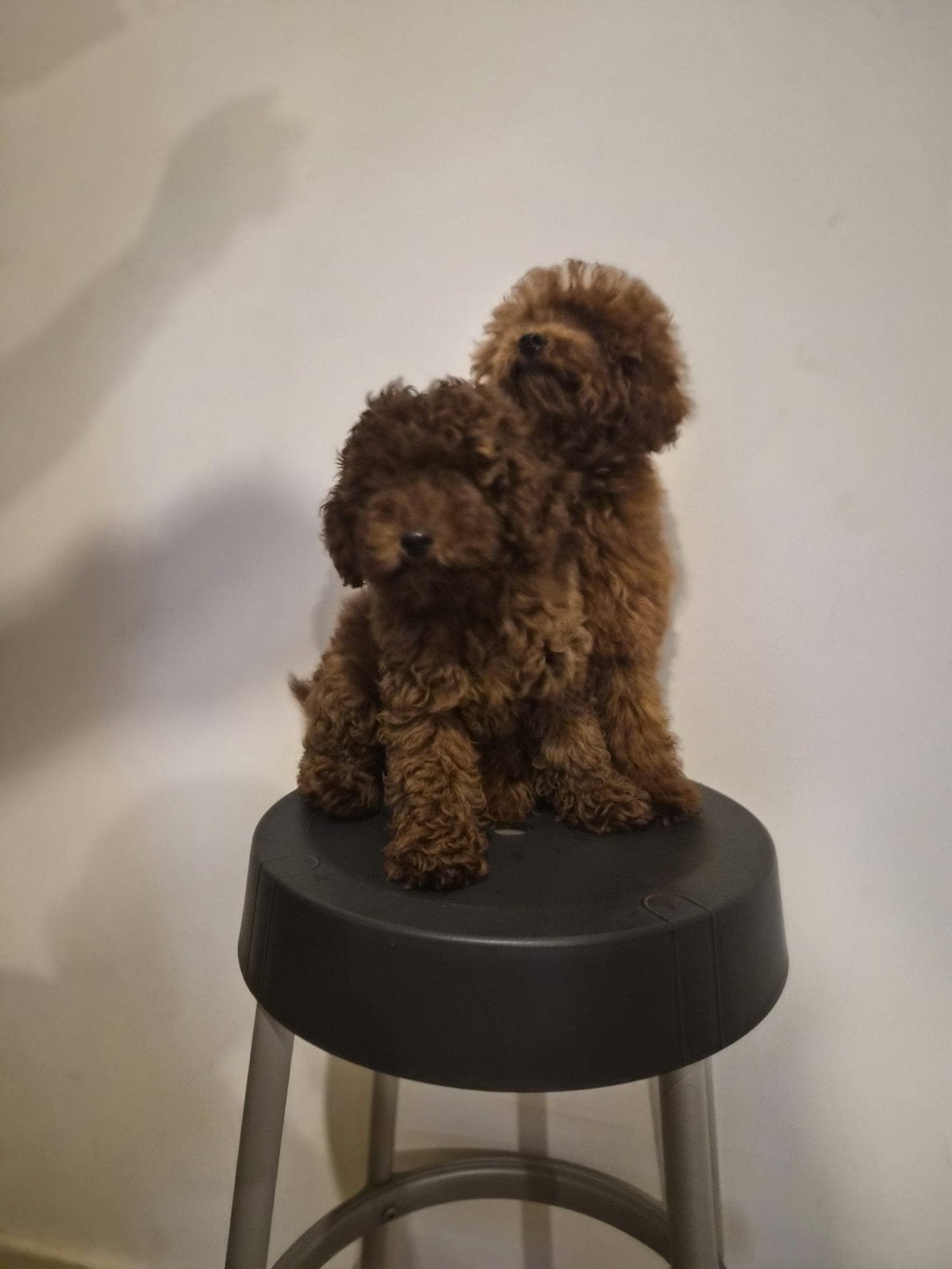 Mini toy poedel, Dieren en Toebehoren, Poedel, Particulier, 15 weken tot 1 jaar, Reu