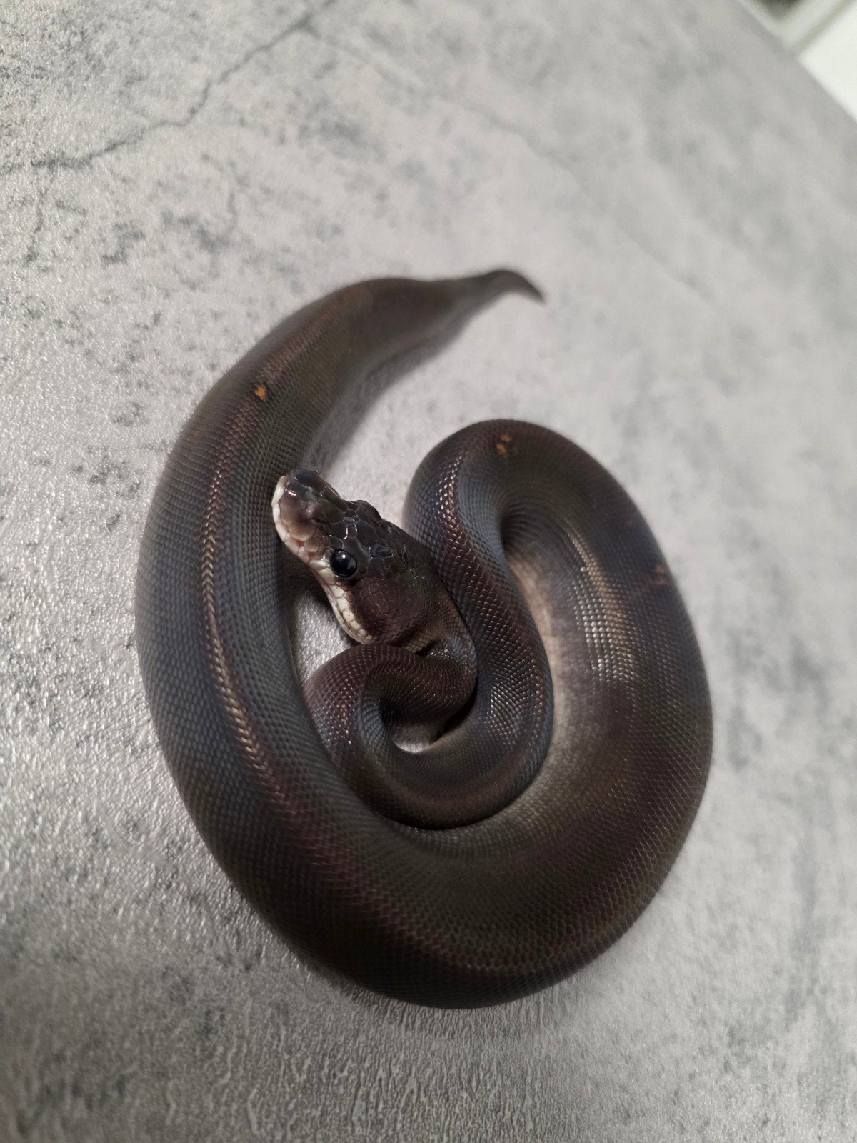 8 Ball(Barnhart Black Pastel Cinnamon) 50%Piebald️♂️ Ball Python photo 3
