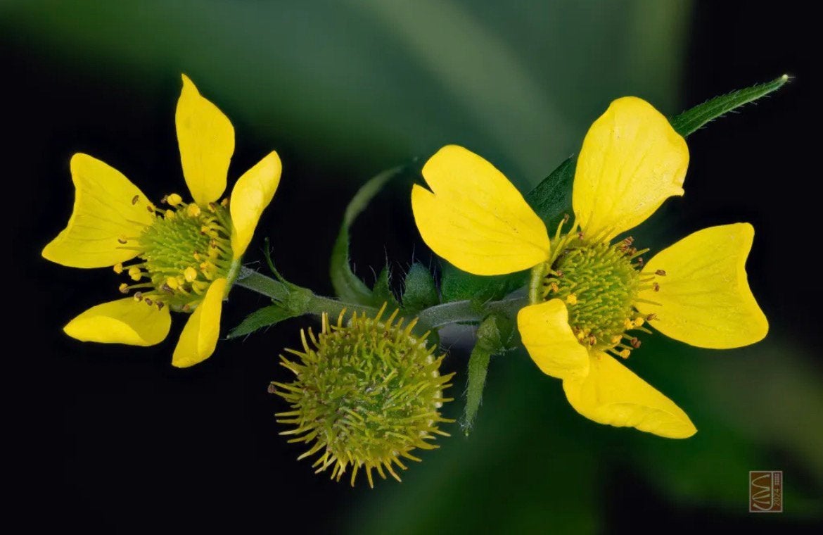 🌼 Groot nagelkruid Geum macrophyllum biologisch bloeit geel, Tuin en Terras, Vaste plant, Halfschaduw, Zomer, Ophalen