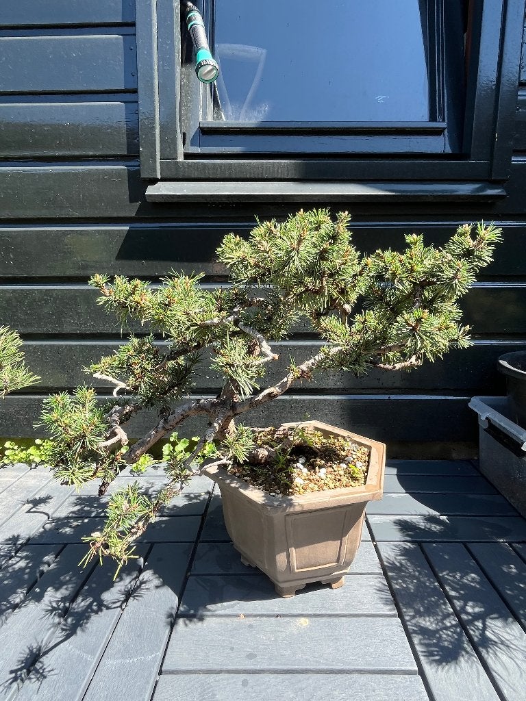 Pinus Bonsai, Volle zon, Bloeit niet, Minder dan 100 cm, Overige soorten