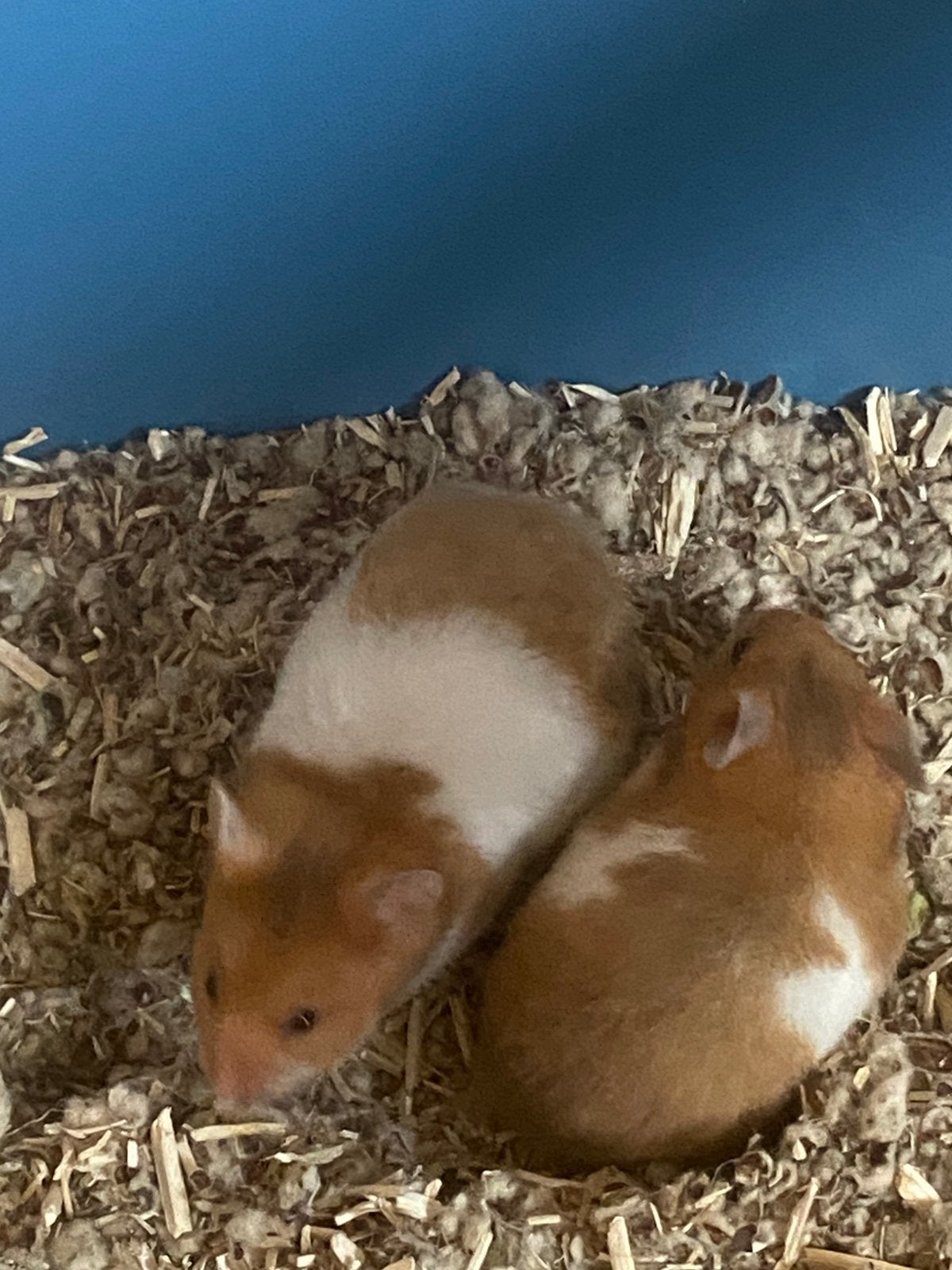 Twee Syrische hamsters, goudhamsters broer en zus, Hamster, Mei, Meerdere dieren, Tam