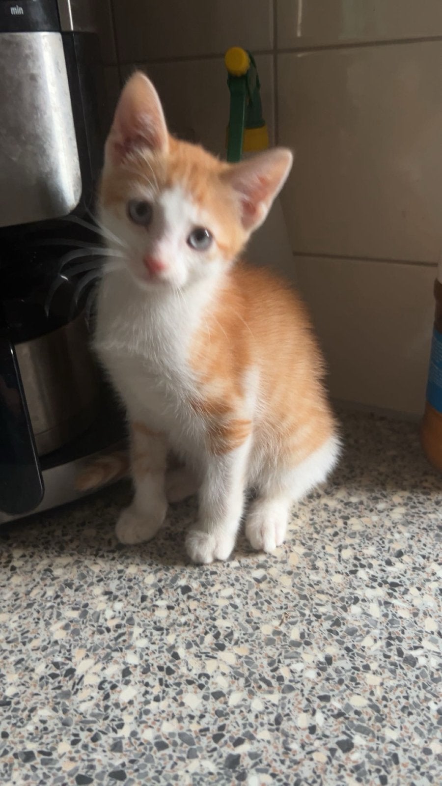 KITTEN TE KOOP!, Meerdere dieren