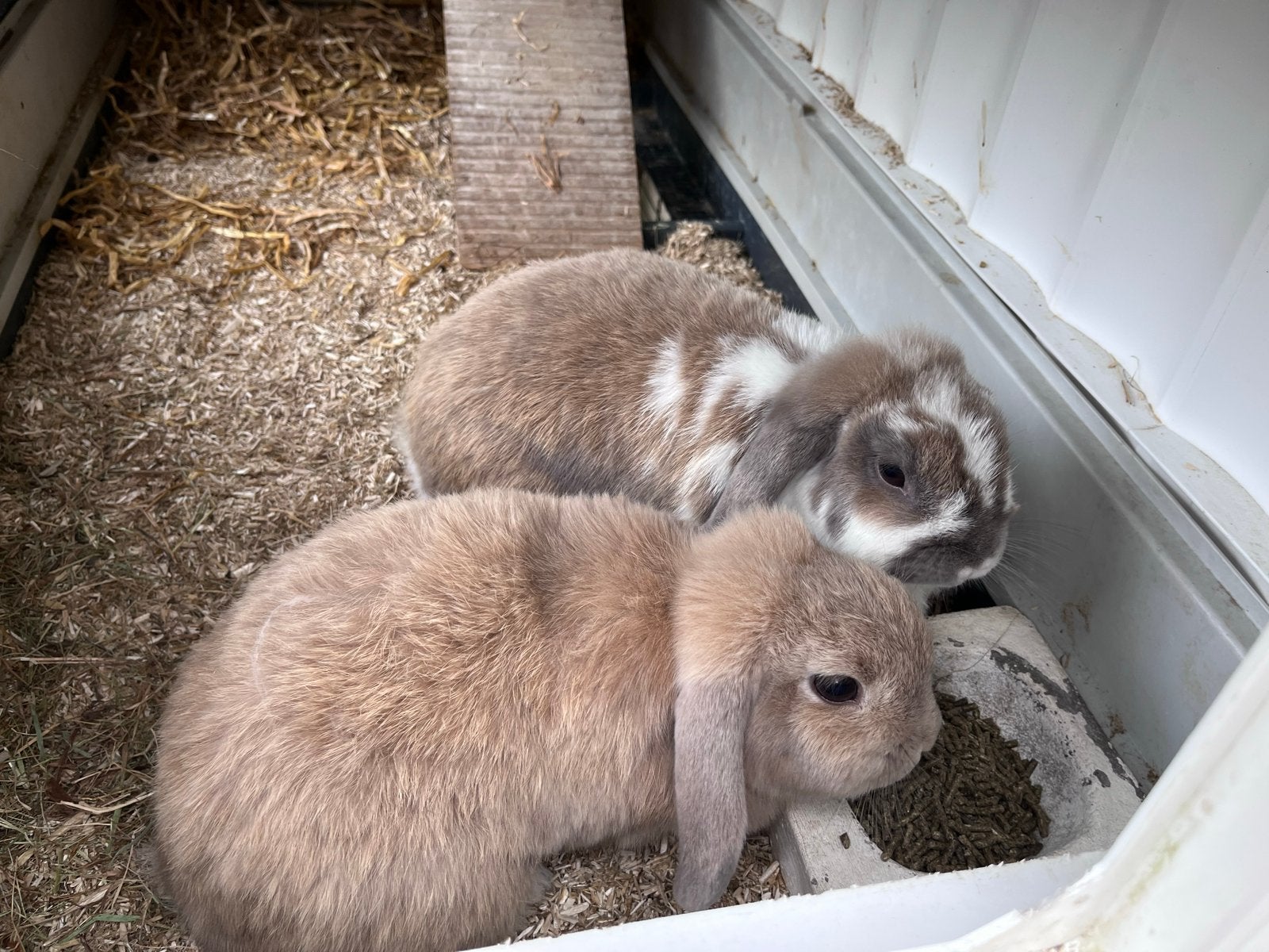 2 Nederlandse dwerg hangoor konijnen met hok en buitenren, Dieren en Toebehoren, Konijnen, Vrouwelijk, Dwerg, Hangoor