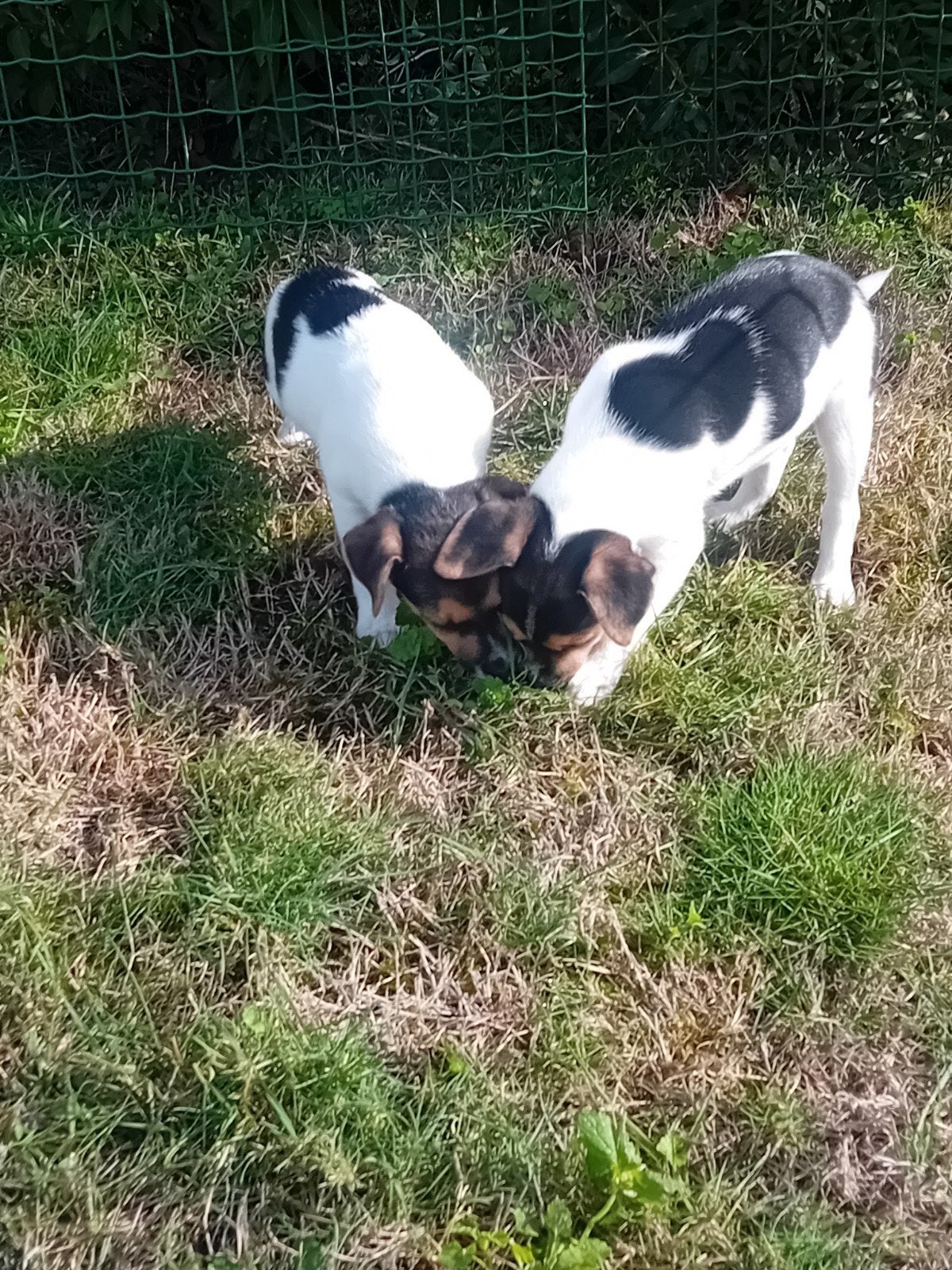 2 prachtige boerenfox pups (reutjes), Dieren en Toebehoren, Reu, CDV (hondenziekte), 8 tot 15 weken, Meerdere