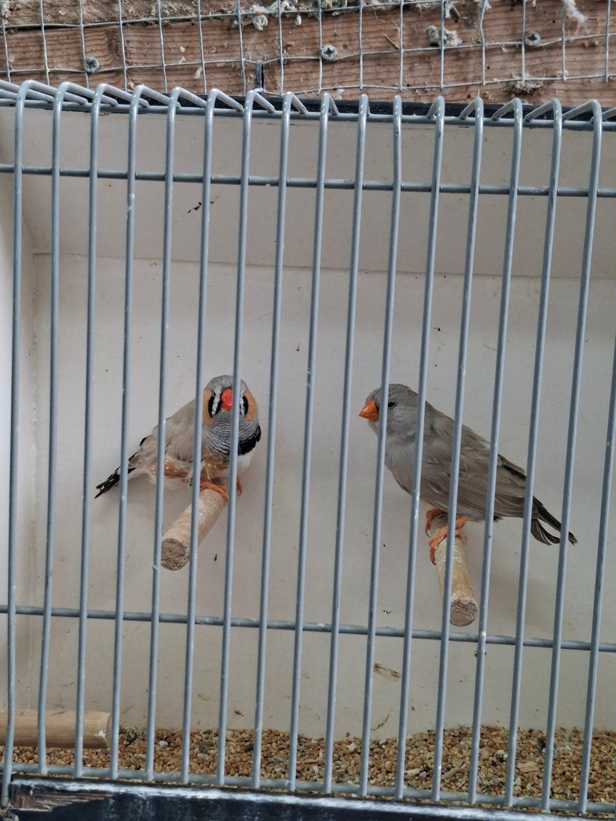 Mooie zebravinken, Dieren en Toebehoren, Vogels | Overige Vogels, Meerdere dieren