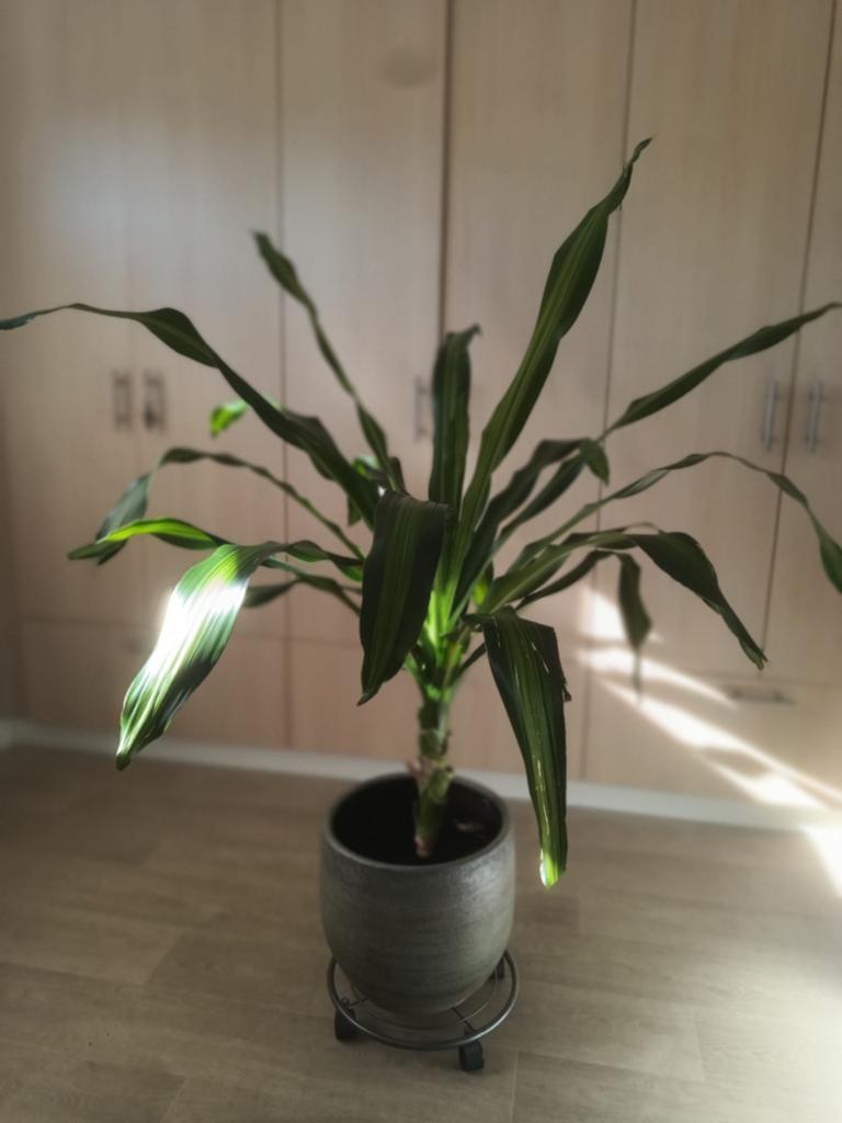 Prachtige geldboom inclusief pot, Ophalen, 100 tot 150 cm, Overige soorten, Halfschaduw