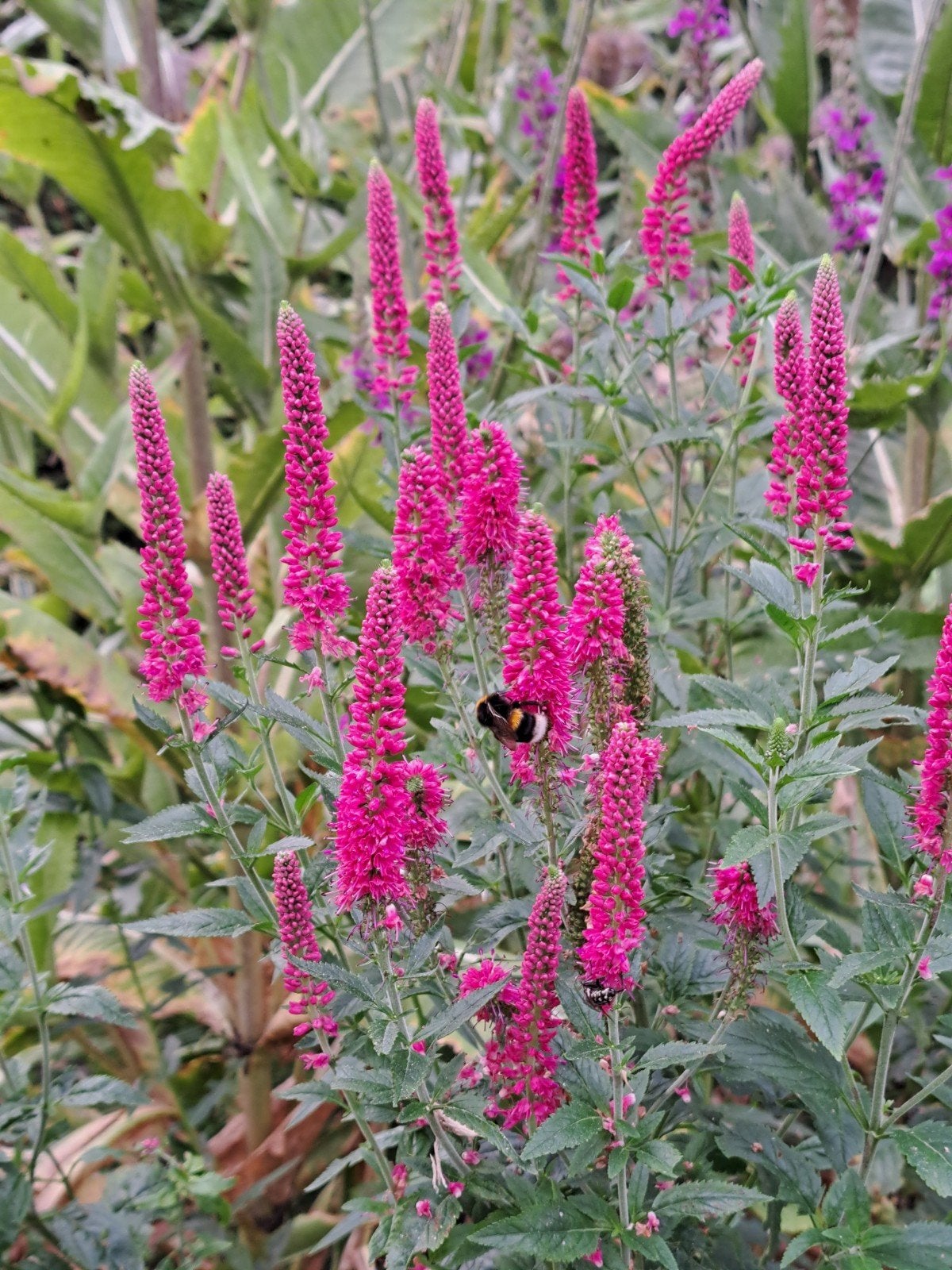 zaden veronica spicata rosea, Verzenden, Volle zon