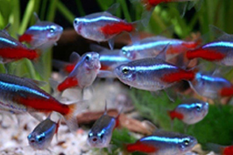 Gezocht Tetra's, Danio's, Zalmpjes en Kegelvlekjes opvang, Vis, Zoetwatervis, Schoolvis