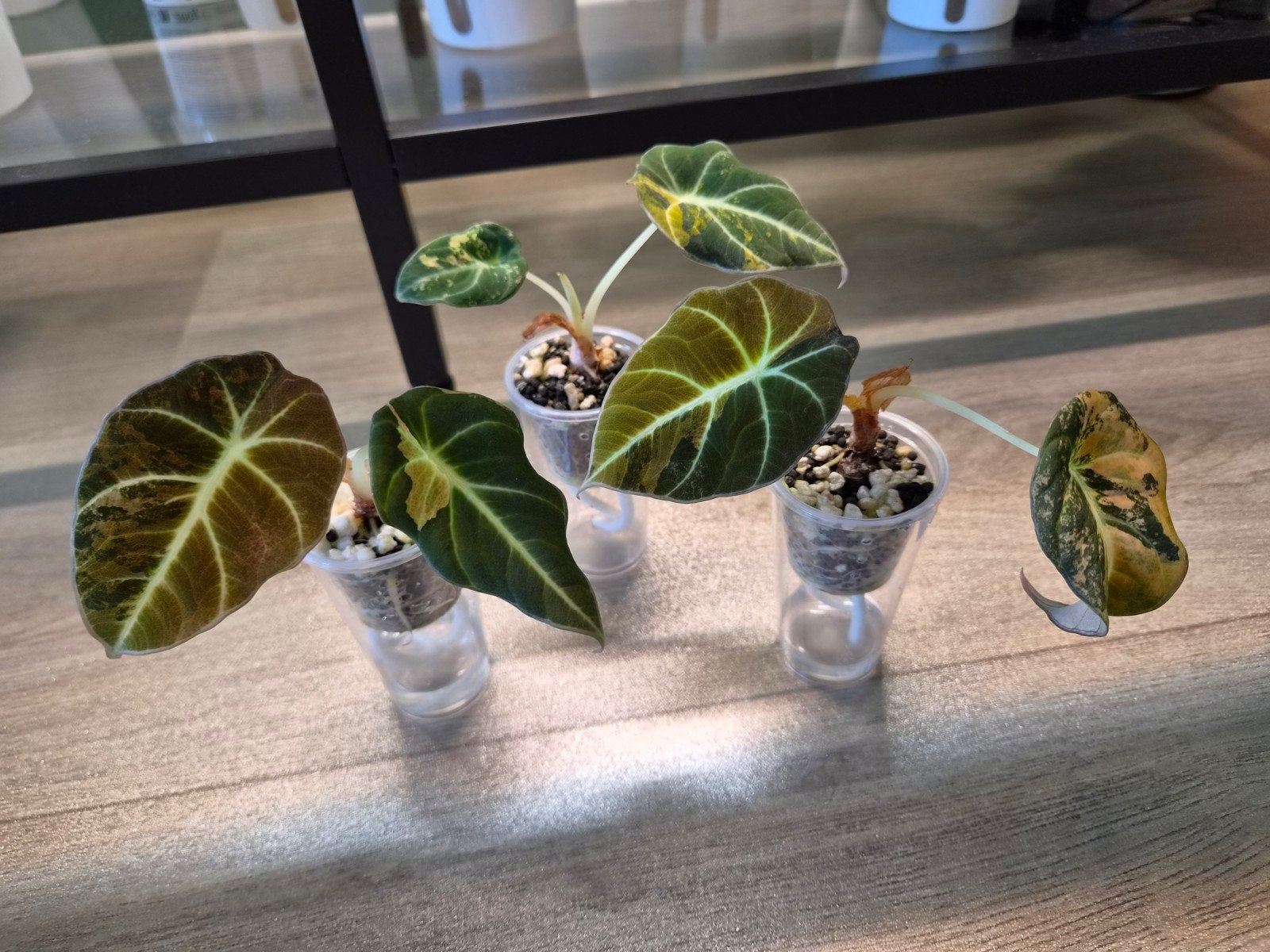 Alocasia Black Velvet Gold, Huis en Inrichting, Kamerplanten, Ophalen of Verzenden, Halfschaduw, Minder dan 100 cm