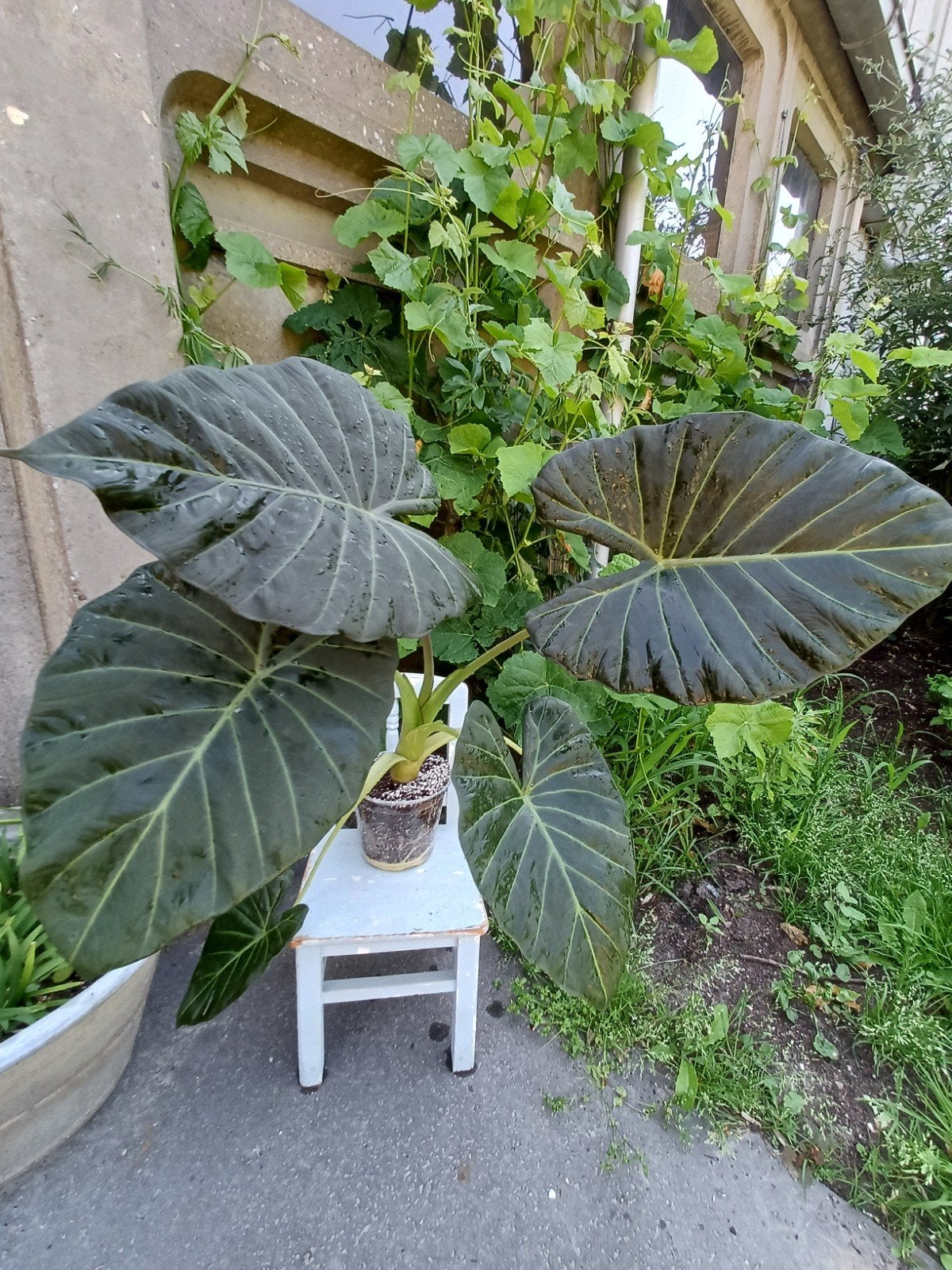 Alocasia regal shields, Huis en Inrichting, Ophalen, Halfschaduw, Minder dan 100 cm