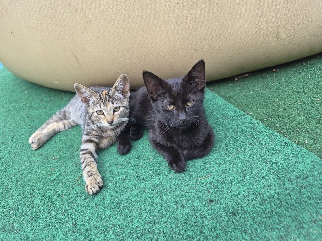 kittens Poezen en Katers, Meerdere dieren, Kortharig, 0 tot 2 jaar