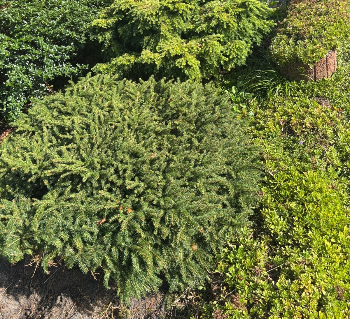 Gratis nestvormige fijnspar, Ophalen, Overige soorten, Minder dan 100 cm
