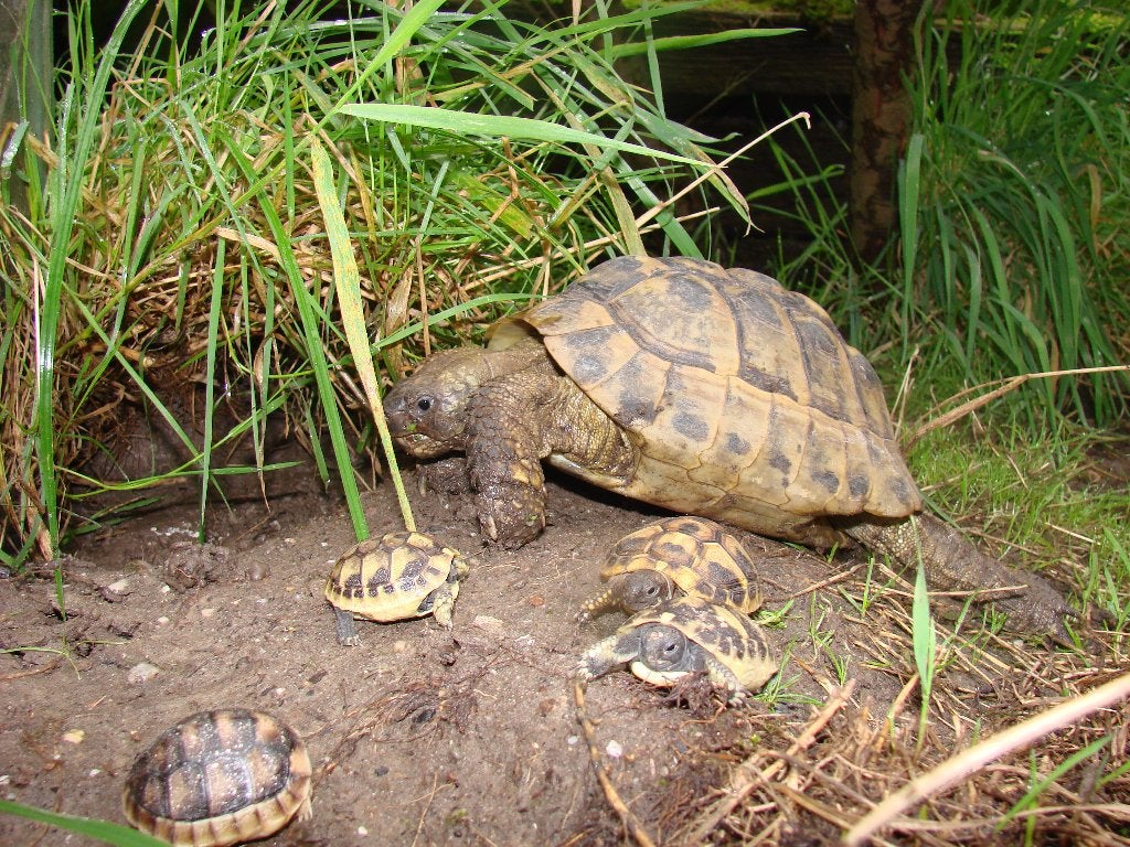 schildpadden te koop, Dieren en Toebehoren, Schildpad, Tam, 0 tot 2 jaar