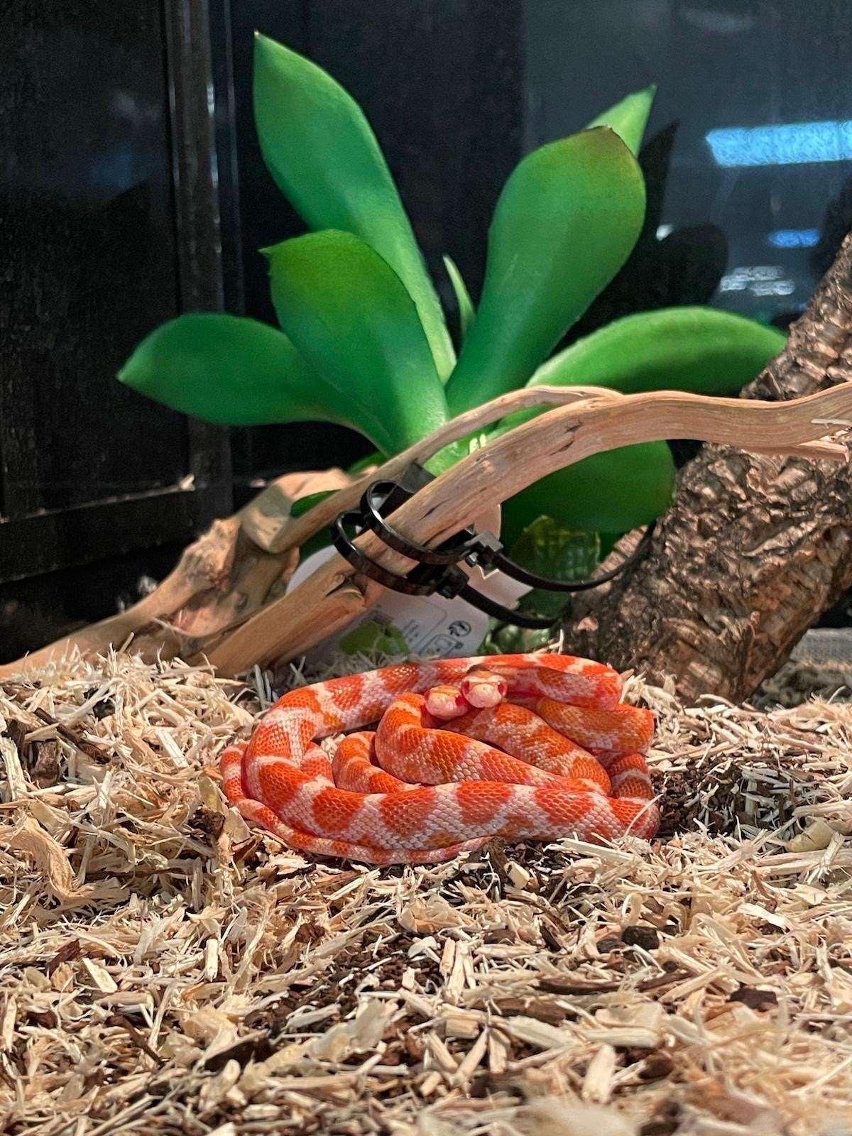 Rattenslangen Rat Snake photo 2