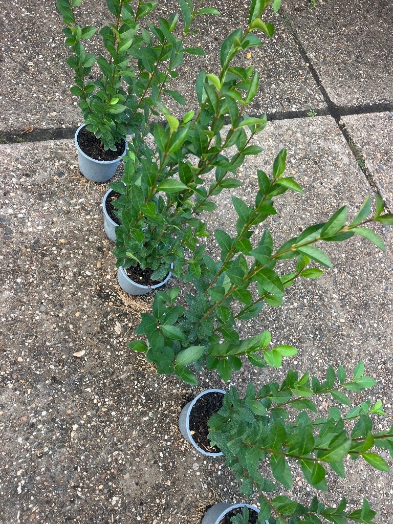 Foto 10 van Ligustrum Ovalifolium Haagplanten - Groene Ligusterhaag