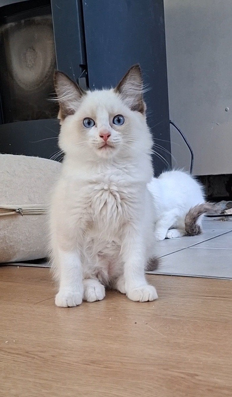Prachtige Ragdoll Kittens met Stamboom – Geen Fokrestrictie!, Meerdere dieren, Met stamboom, 0 tot 2 jaar