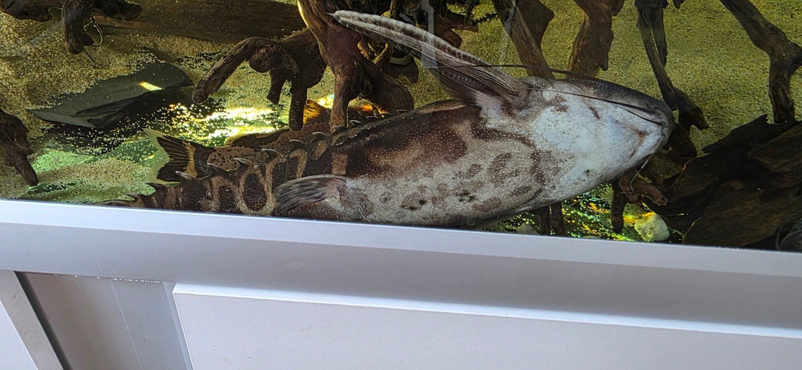 megalodoras irwini catfish, Dieren en Toebehoren