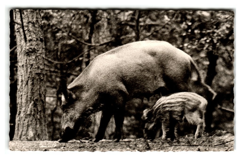 Veluwe, Wilde Zwijnen - Zeug met big - Opruimingskaart, Ophalen of Verzenden, 1940 tot 1960, Gelopen, Gelderland