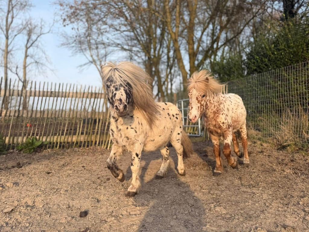 Super leuk duo mini appaloosa, Dieren en Toebehoren, Niet van toepassing, Hengst, A pony (tot 1.17m), 3 tot 6 jaar