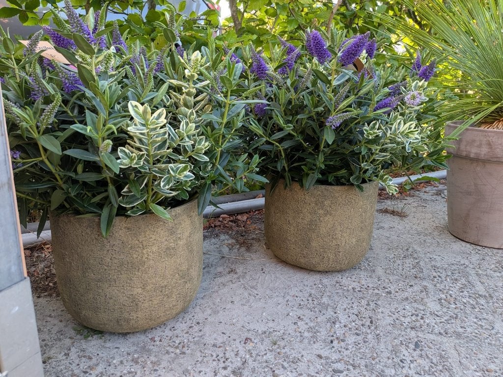 Veronica in sierpot – € 30,- per stuk, Volle zon, Vaste plant, Zomer, Ophalen