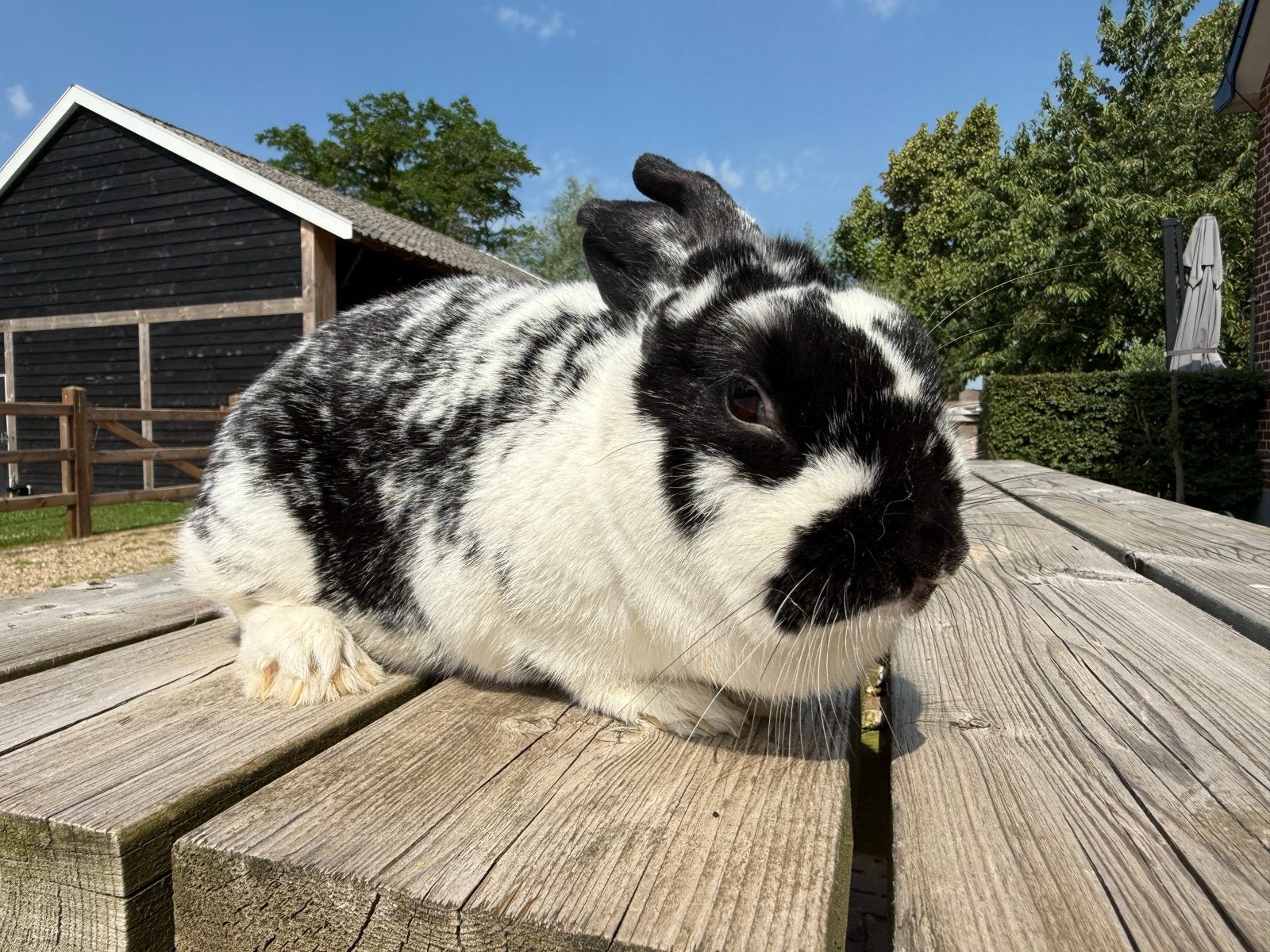Lief konijn (voedster), Dieren en Toebehoren, Vrouwelijk