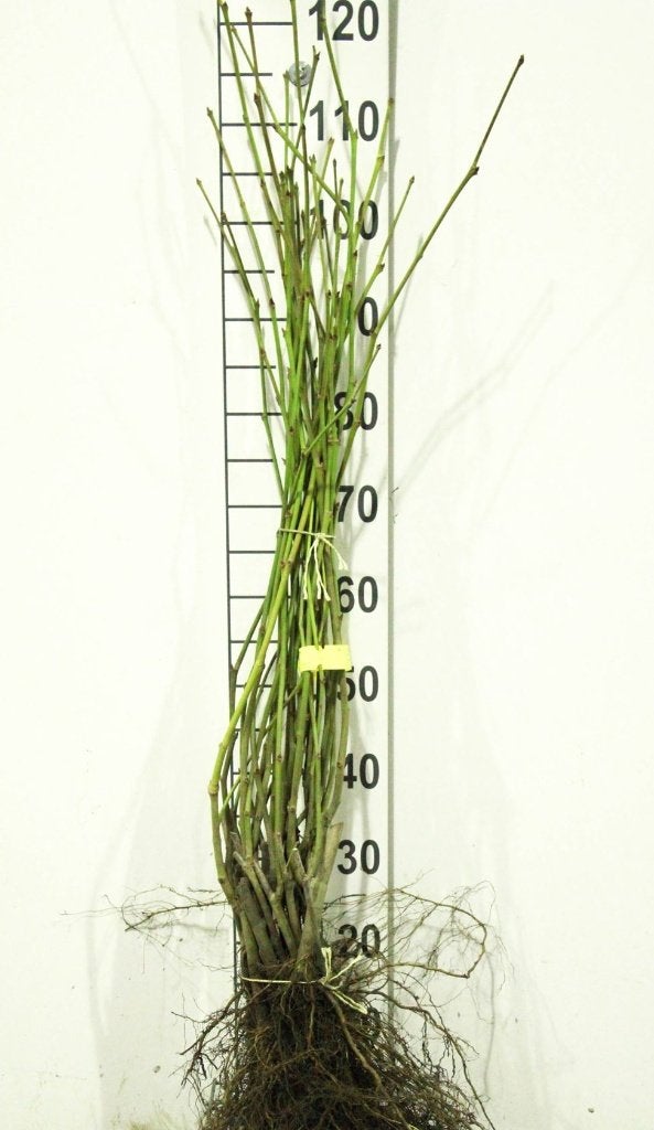 Platanus acerifolia / Hispanica 100/125cm Plataan wortelgoed, Ophalen, Overige soorten, Struik, 100 tot 250 cm