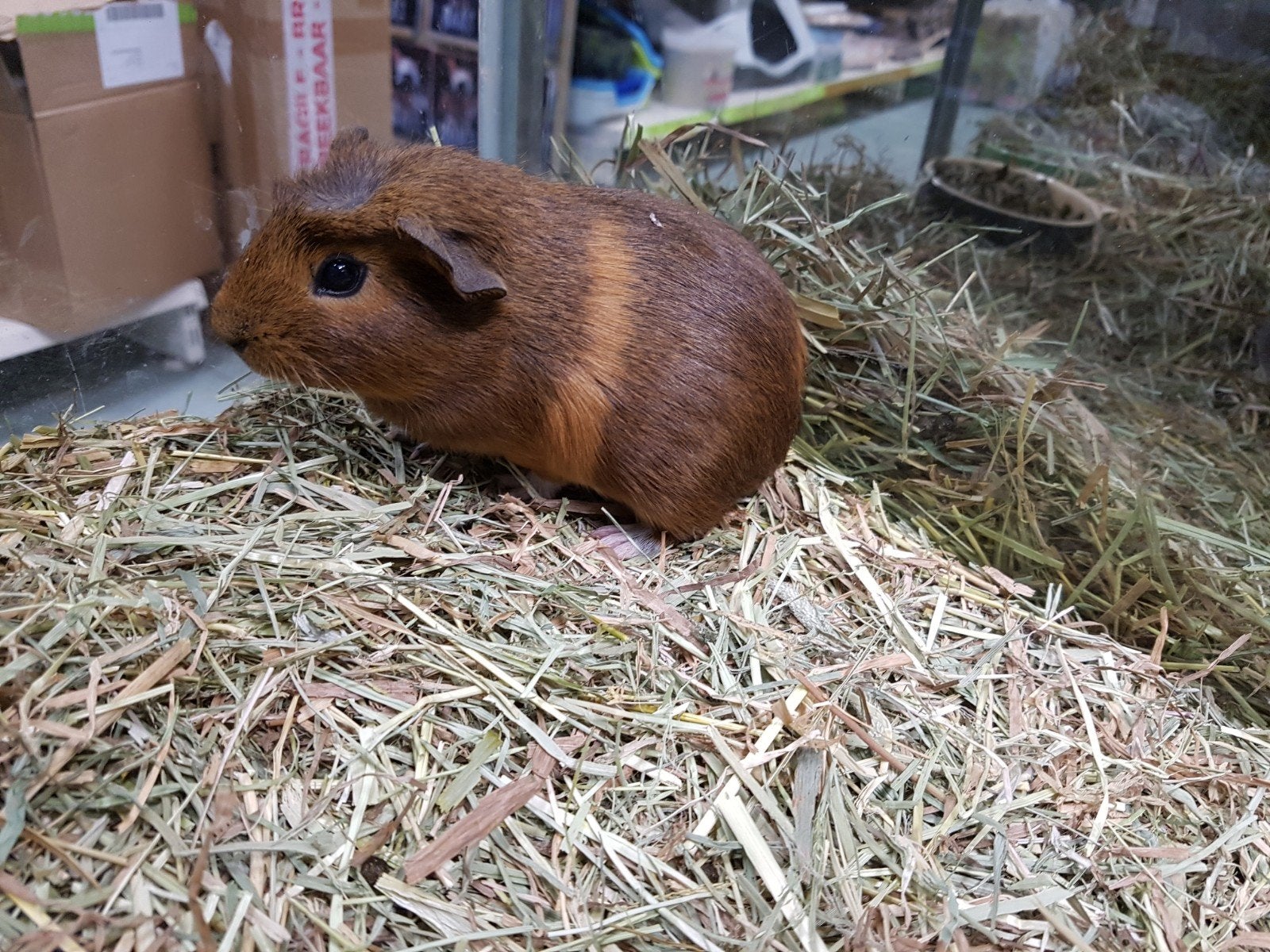 Engelse kruin cavia beertje 5 weken oud, Dieren en Toebehoren, Knaagdieren, Cavia, April, Mannelijk, Tam