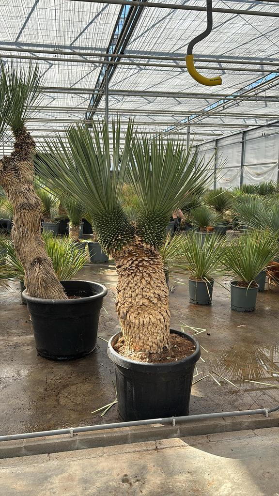 Yucca Rostrata Dubbelkop XL, Tuin en Terras, Planten | Bomen, Overige soorten, 100 tot 250 cm, Volle zon, Zomer, Ophalen of Verzenden