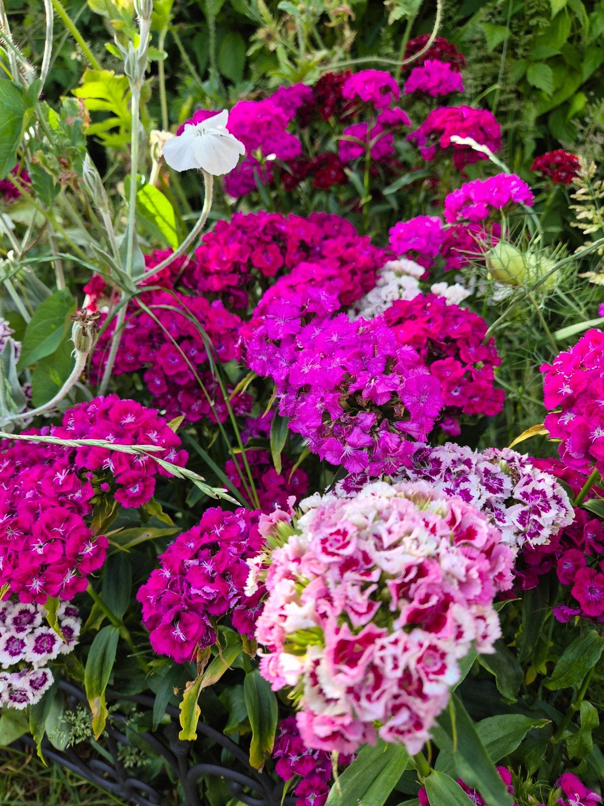 Dianthus barbatus zaden - Duizendschoon, Ophalen of Verzenden, Gehele jaar, Volle zon, Zaad