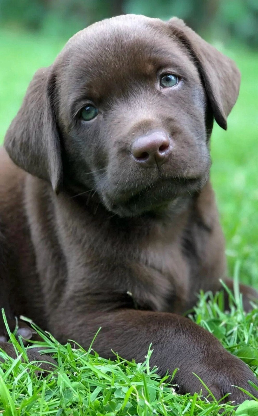 Mooi chocobruin labrador reutje, FCI Stamboom, Parvo, Nederland, Reu, 8 tot 15 weken
