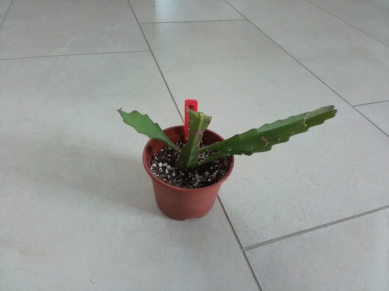 Geworteld Epiphyllum 'Albatros' plantje, Minder dan 100 cm, Halfschaduw, Ophalen of Verzenden, In pot