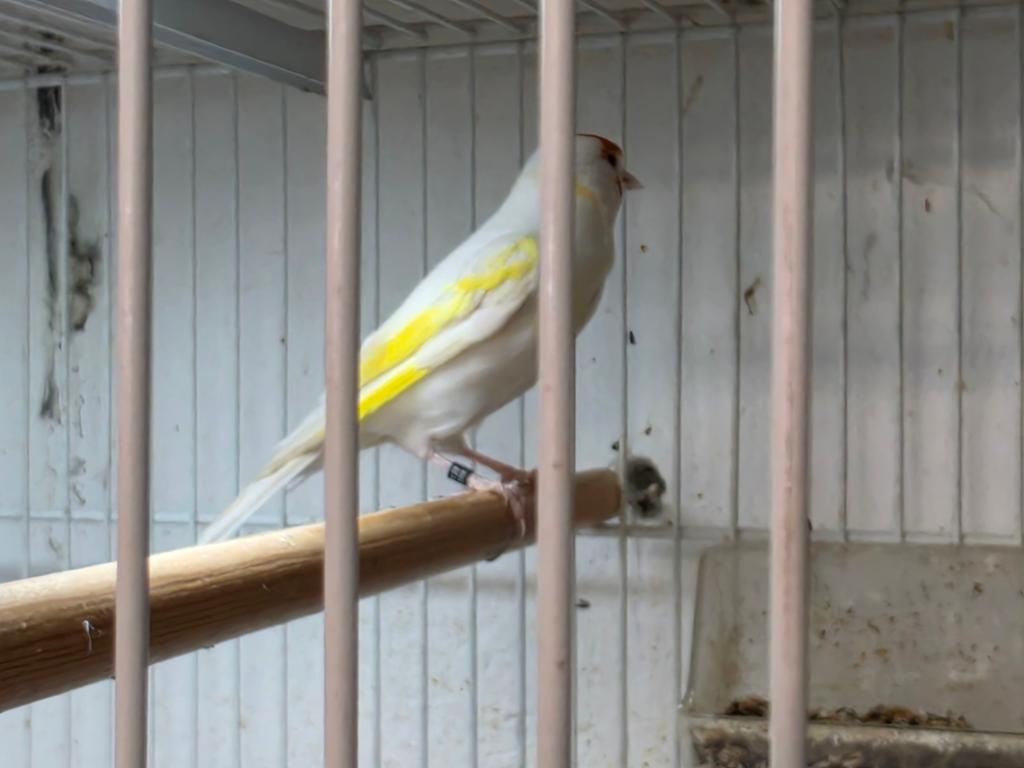 Mooi koppel forse majoor putters.
Man en pop correct geringt, Dieren en Toebehoren, Vogels | Overige Vogels
