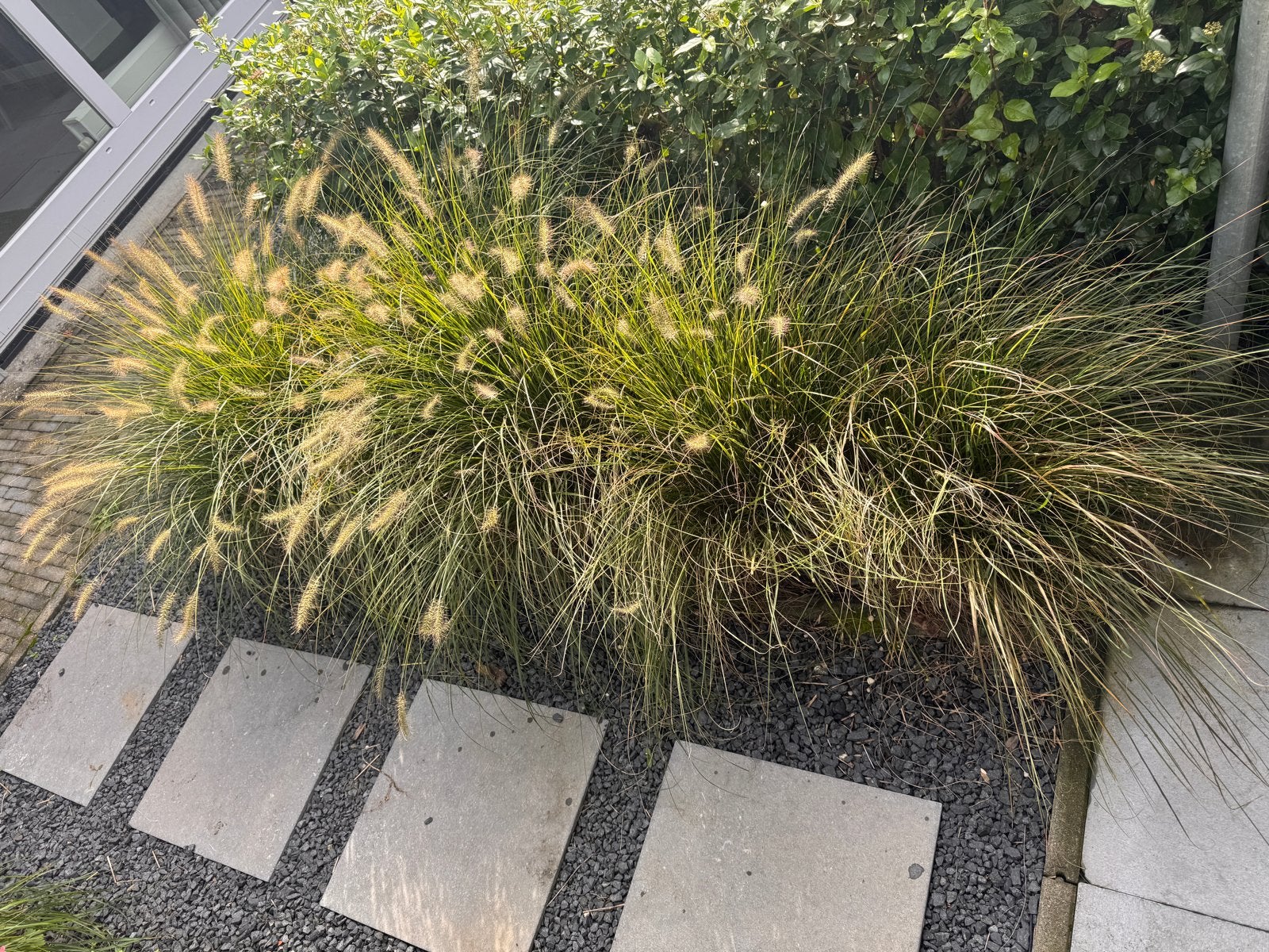 Grote bollen gras (14 stuks) - Zelf uitgraven, Ophalen, Gebruikt, 20 m² of meer, Gras
