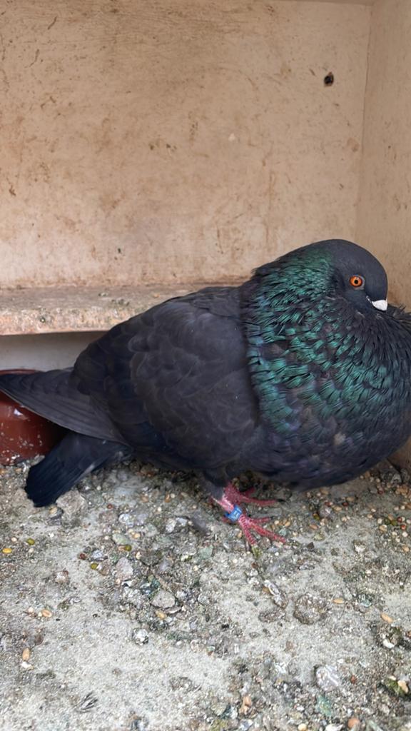 Mooie Gaditano duivin, Dieren en Toebehoren, Vogels | Duiven, Vrouwelijk, Kropper