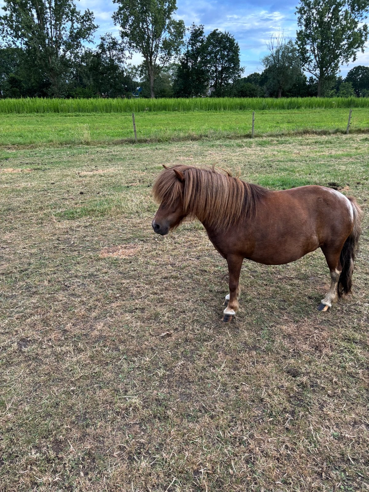 Sjetland pony, Merrie