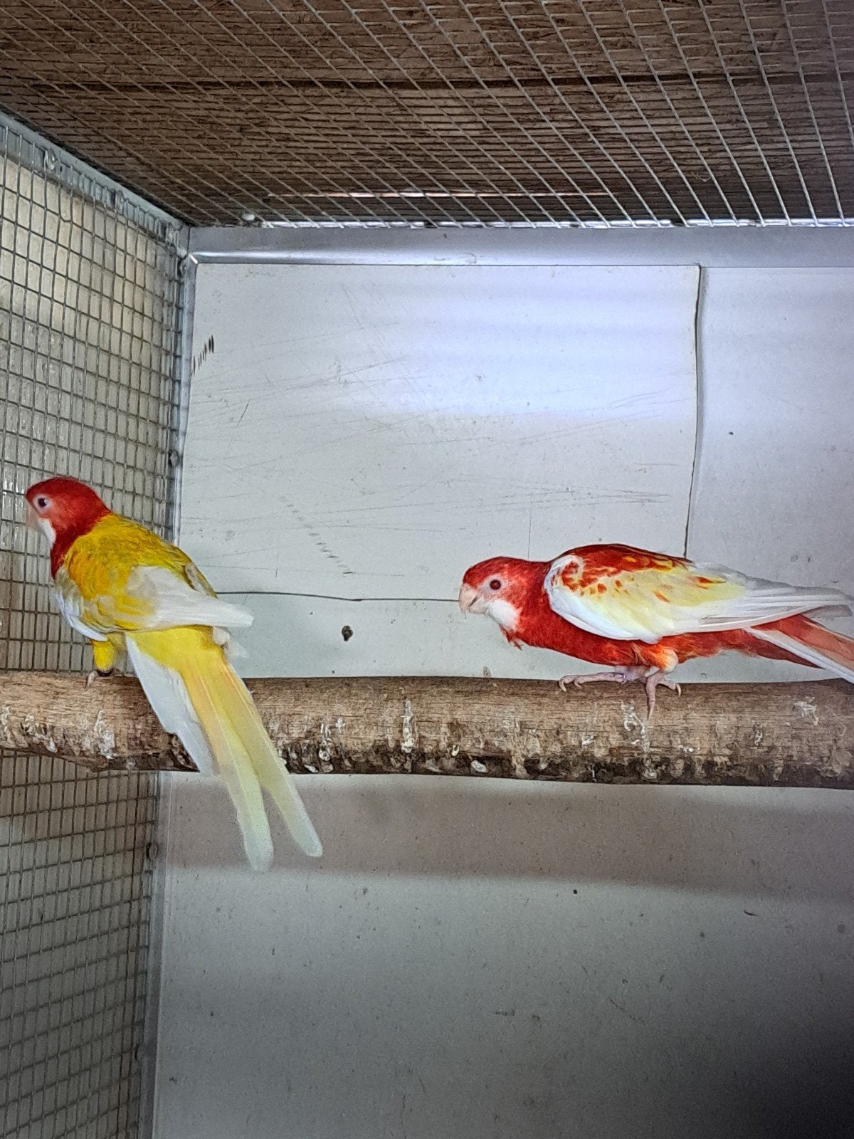 lutino x rubino rosellas, Dieren en Toebehoren, Meerdere dieren, Parkiet, Geringd