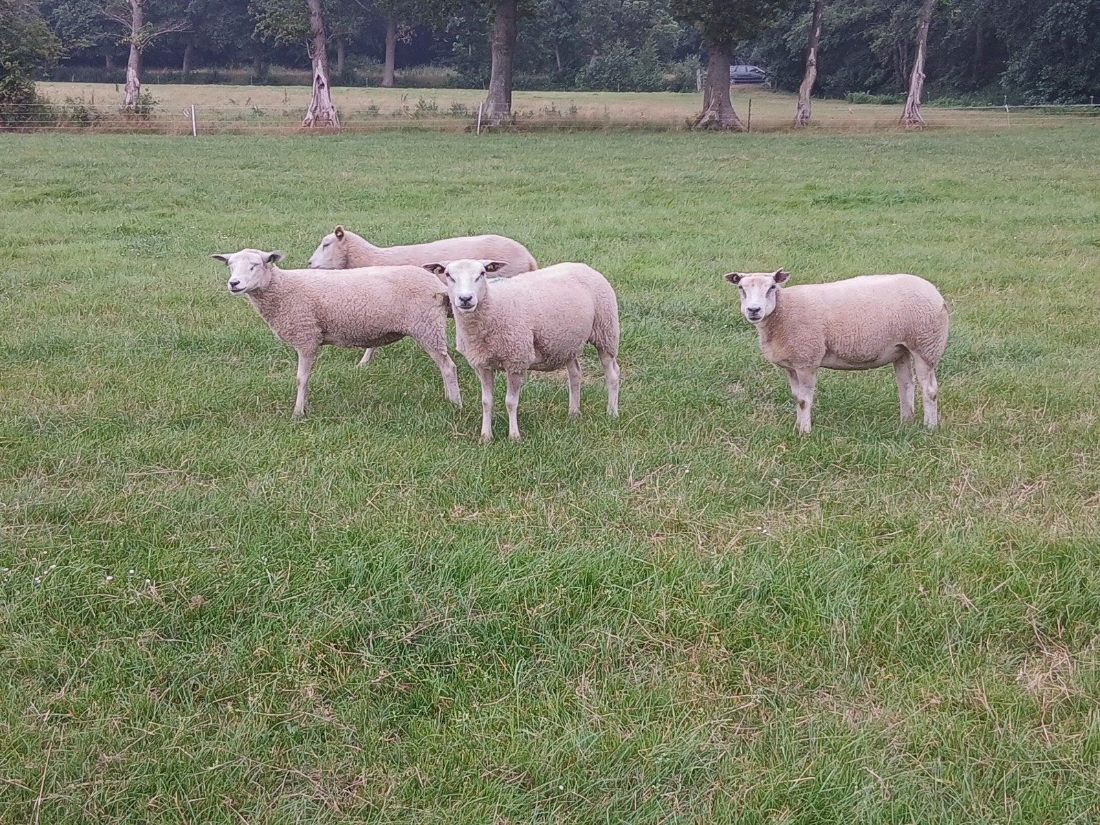 12 mooie  jonge ooien tekoop, Dieren en Toebehoren, Schapen, Geiten en Varkens, Vrouwelijk, Schaap
