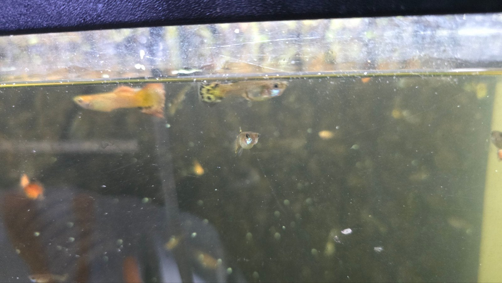 volwassen guppen, Dieren en Toebehoren, Vis
